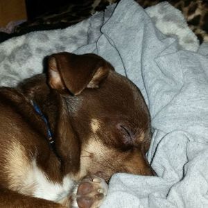 Meet your Posher, Thomas